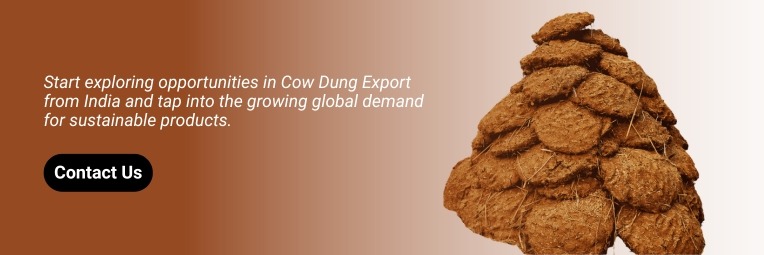 contact cow dug supplier