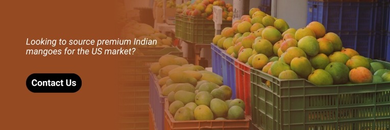 Contact Mangoes Supplier from india