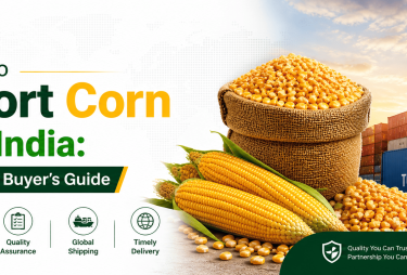 How to Import Corn from India