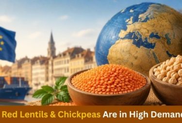 Indian Red Lentils & Chickpeas: Europe's Top Choice