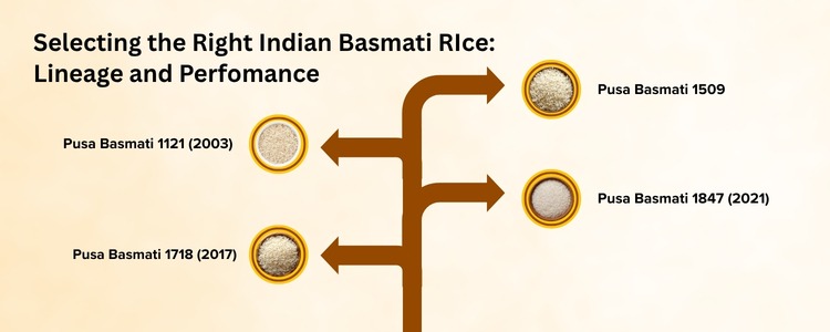 pusa basmati rice exporters