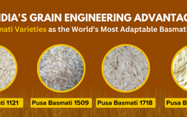 Pusa Basmati Rice 1121, 1509, 1718 & 1847: Complete Comparison Guide