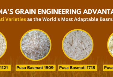 Pusa Basmati Rice 1121, 1509, 1718 & 1847: Complete Comparison Guide