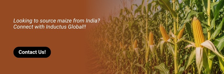 Contact Maize Exporters In India