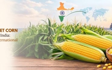 yellow sweet corn exporters in india