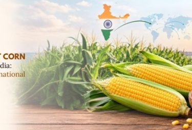 yellow sweet corn exporters in india