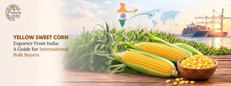 yellow sweet corn exporters in india
